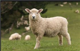 羊絨圍巾哪里做的好 羊絨圍巾哪里做的好